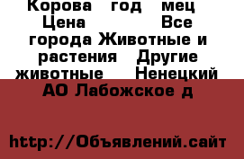 Корова 1 год 4 мец › Цена ­ 27 000 - Все города Животные и растения » Другие животные   . Ненецкий АО,Лабожское д.